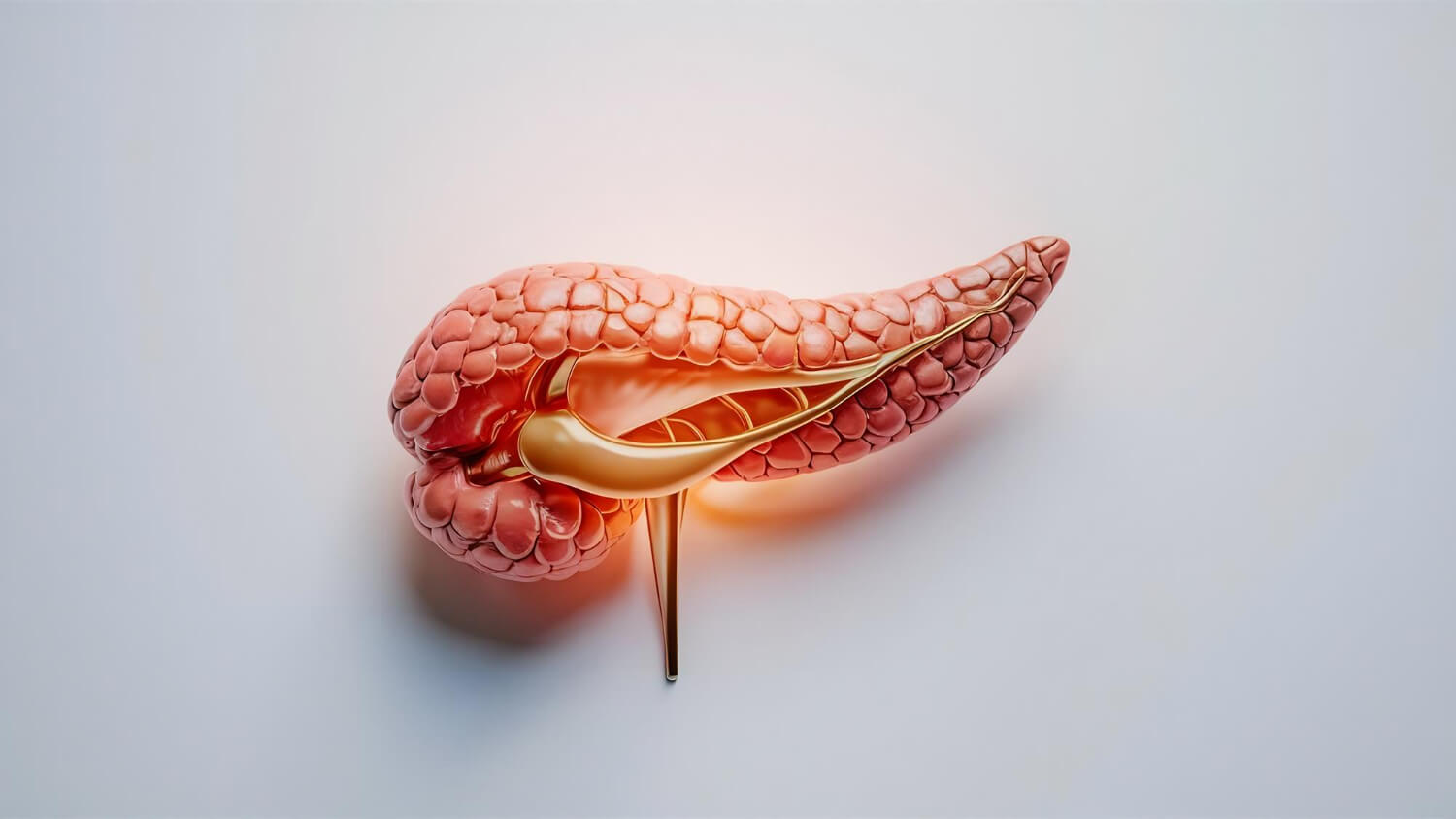 Pancreas Pancreas