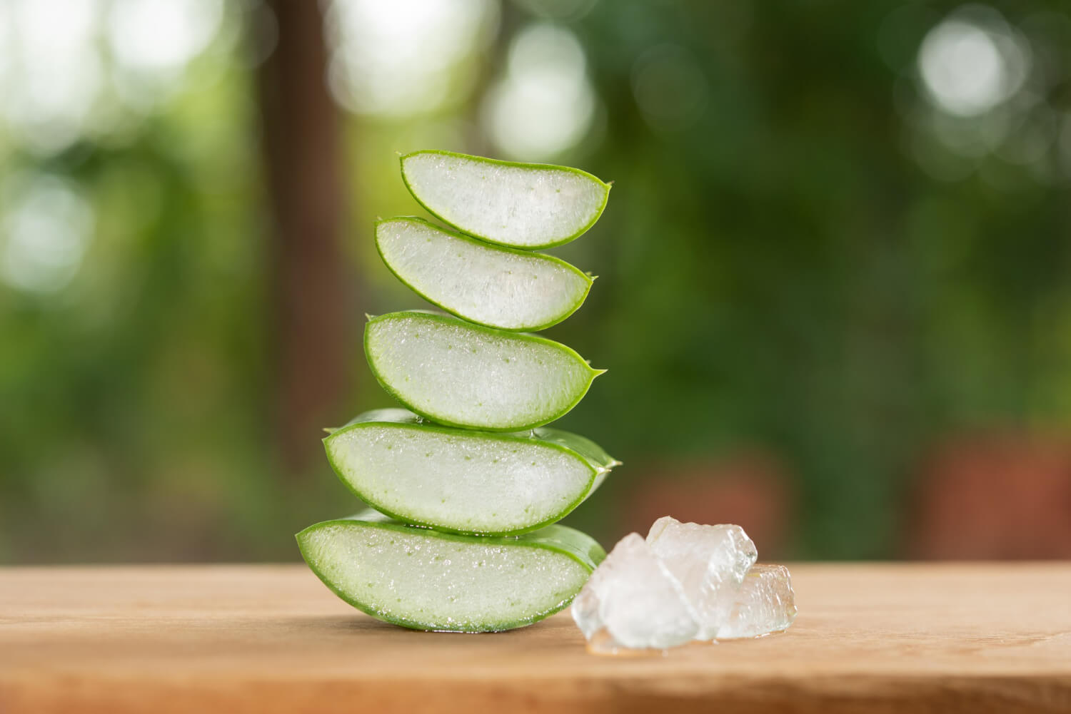 Planta de aloe vera