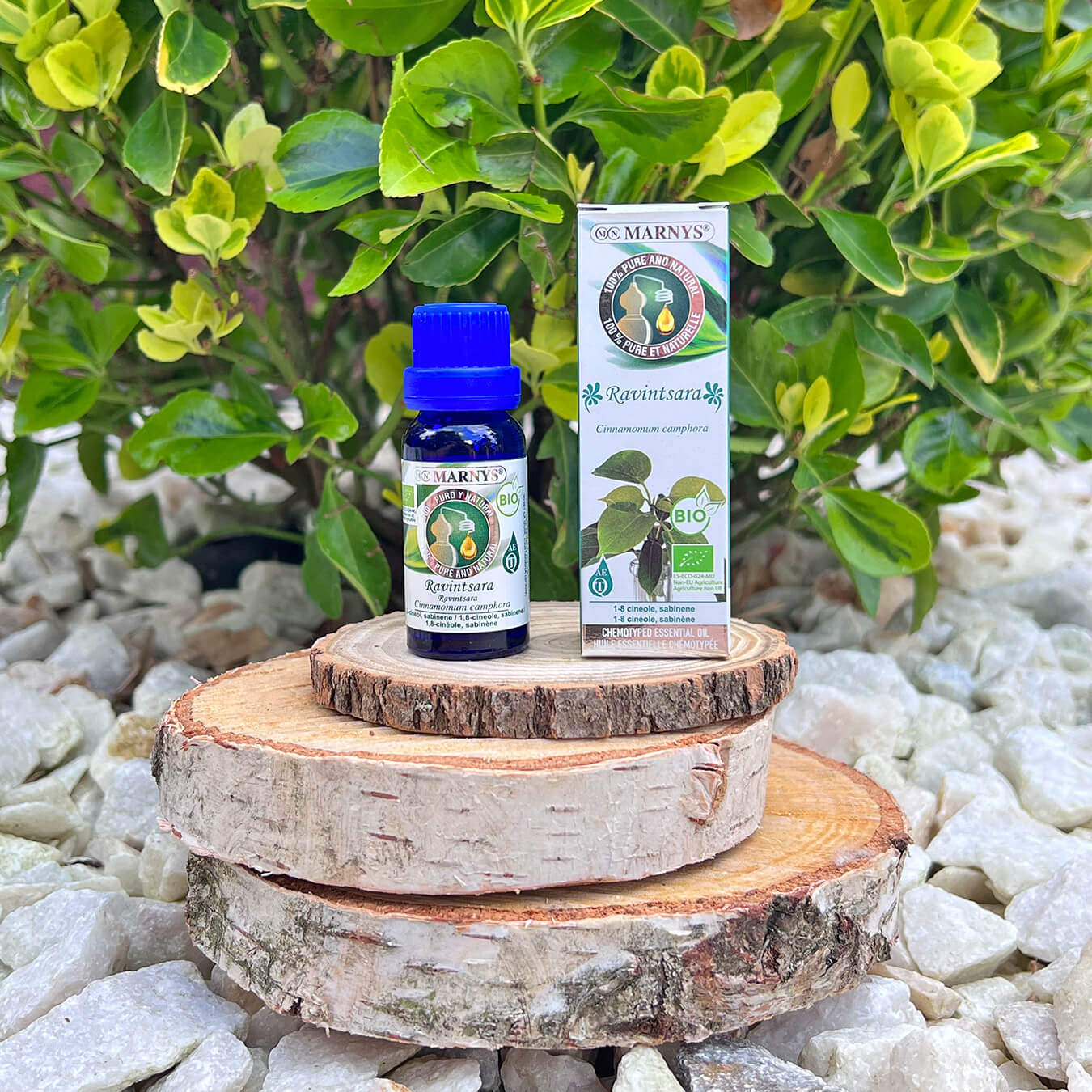 Camfor 15ml, ulei esential marnys, 100% natural